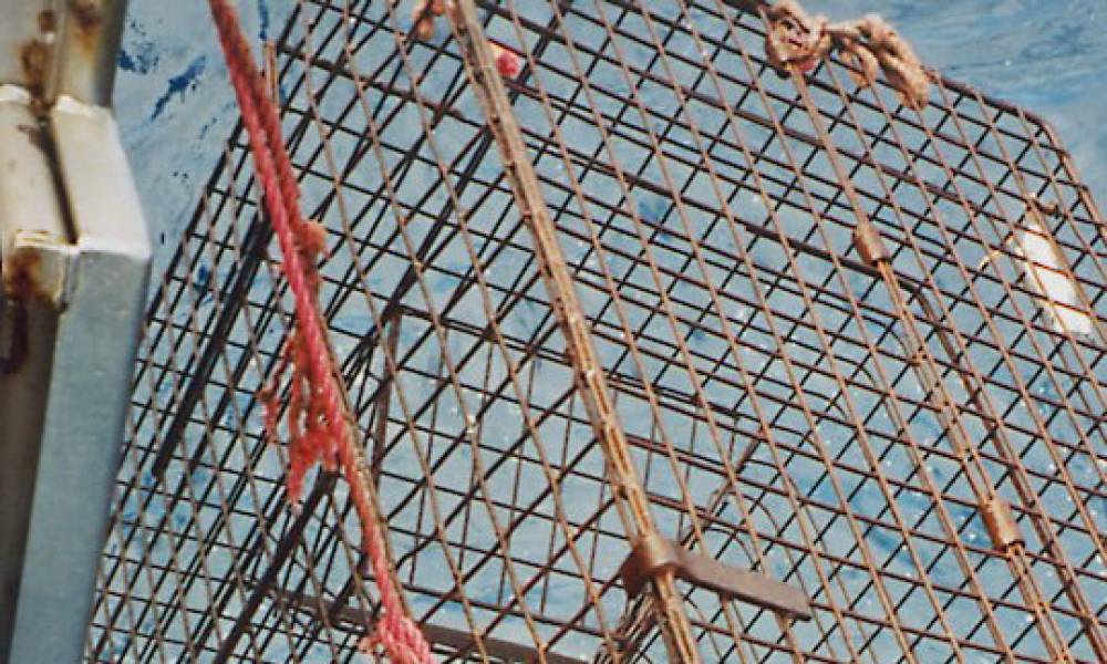 Article image for where's the bycatch?